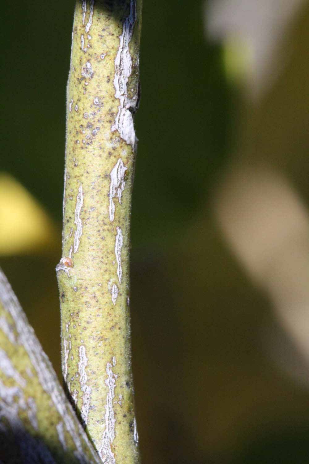              Second - third year twig (Riverside,   CA)       